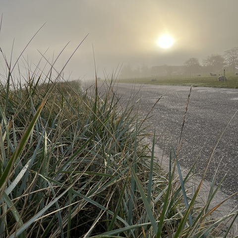 Sonnenuntergang mit Schilf